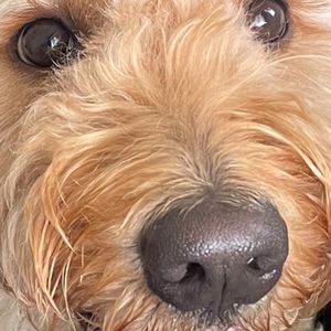 Meet your Posher, Tharshan